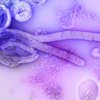 ebola congo outbreak