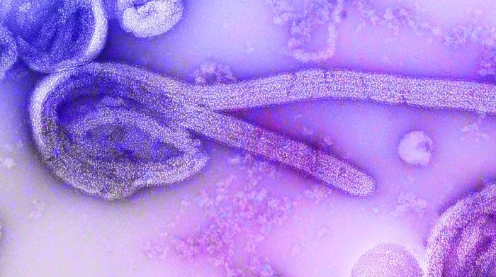 ebola congo outbreak