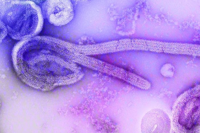 ebola congo outbreak