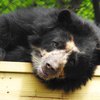 cape may zoo spectacled bear