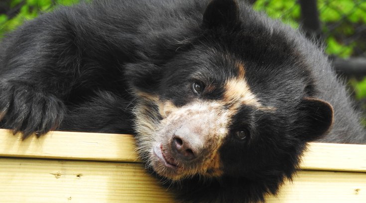 cape may zoo spectacled bear