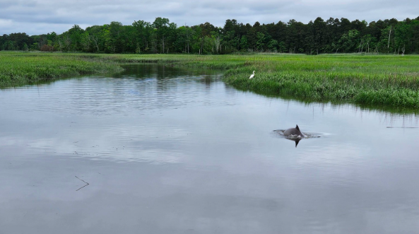 dolphin cape may creek
