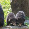 Sloth Bear Cubs Philly Zoo