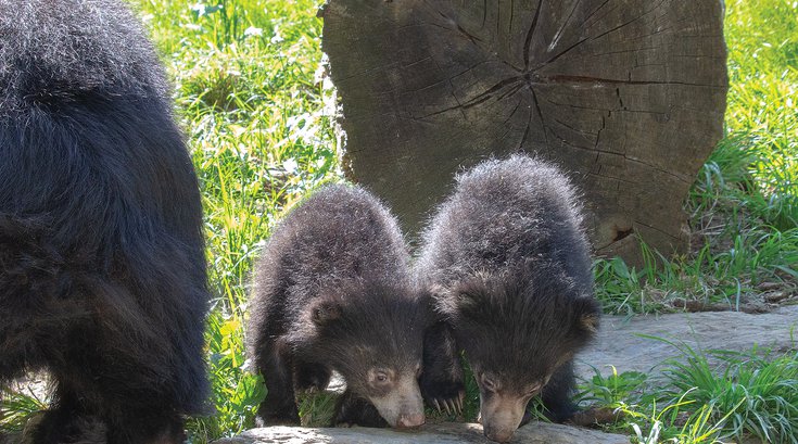 Sloth Bear Cubs Philly Zoo