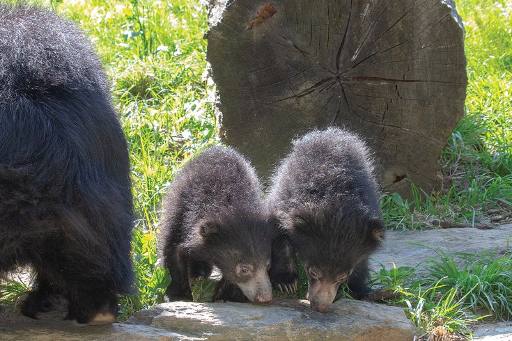 Sloth Bear Cubs Philly Zoo