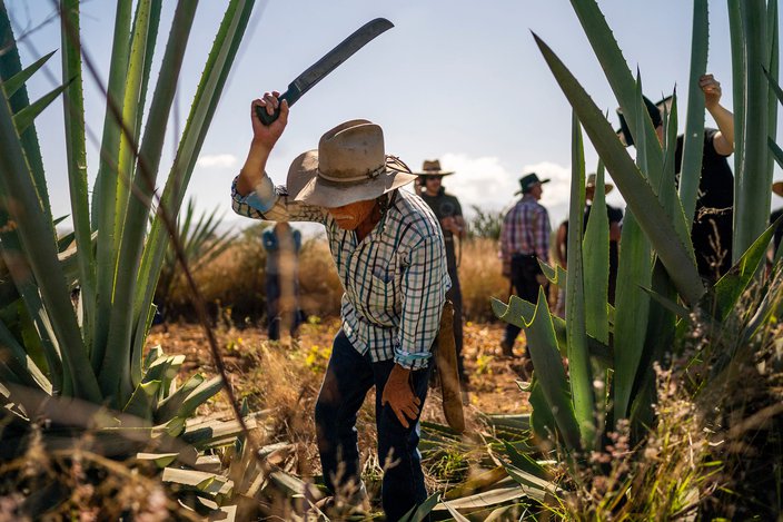 mezcal agave harvesting