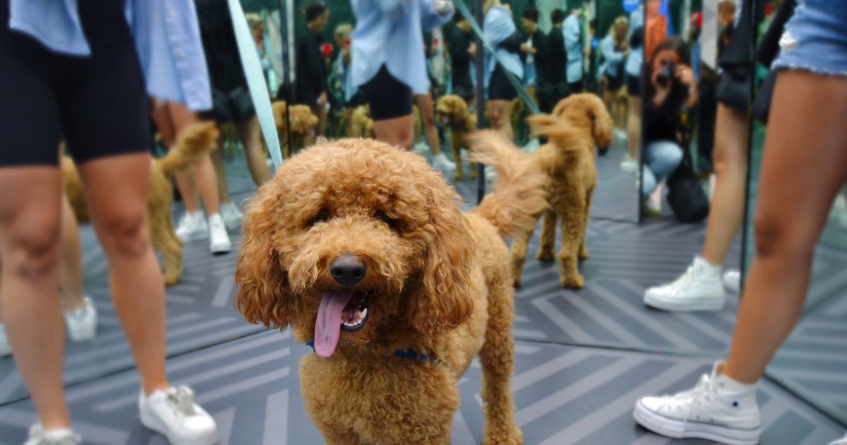 Museum of Illusions to host dog-friendly Yappy Hour on June 13 benefiting pet rescue nonprofit