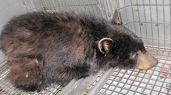 Black Bear Cub