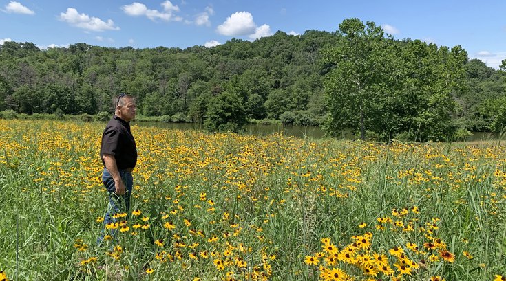 Hibernia County Park meadow