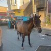 Horse North Philly