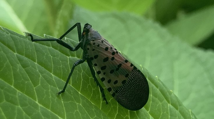 Spotted lanternfly Pennsylvania