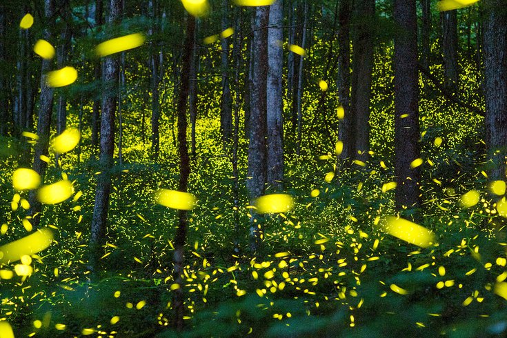 Fireflies Pennsylvania