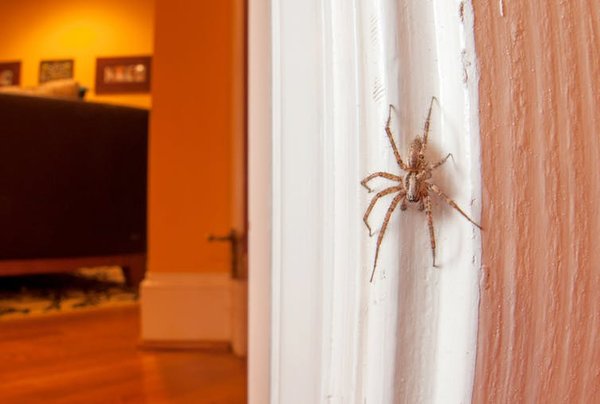 06032018_spider_CC