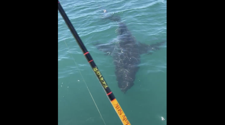 Great White Shark Sea Isle