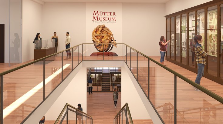 Rendering of Mutter Museum renovations