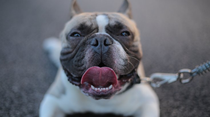 Classic car show and pinup contest benefiting Pinups for Pitbulls