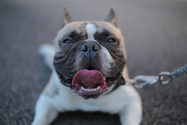 Classic car show and pinup contest benefiting Pinups for Pitbulls