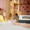 Cats Asthma Children