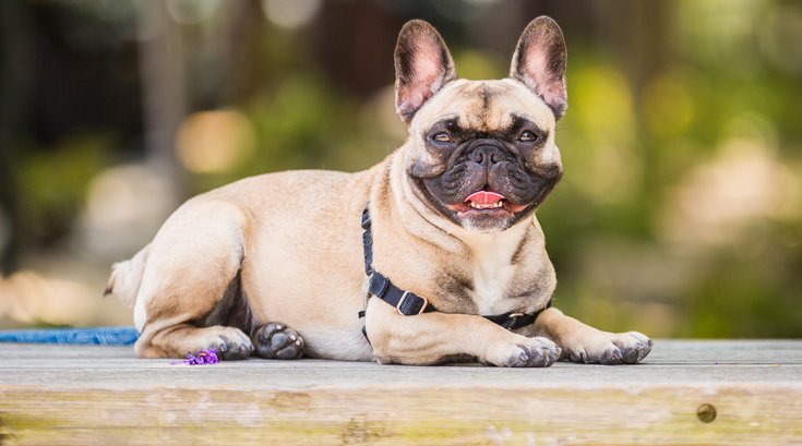 Multiple pet owners report animal death, injury following visit to N.J.  PetSmart