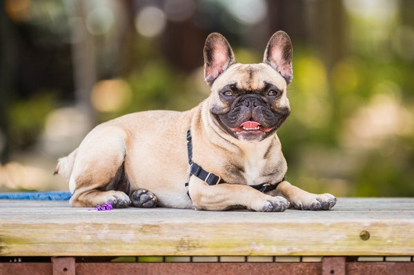 Carroll - Pug Dog at Navy Yard