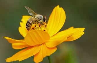 Honeybees Lung Cancer