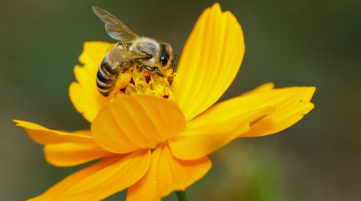 Honeybees Lung Cancer