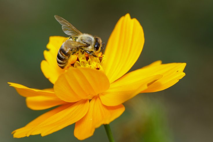 Honeybees Lung Cancer