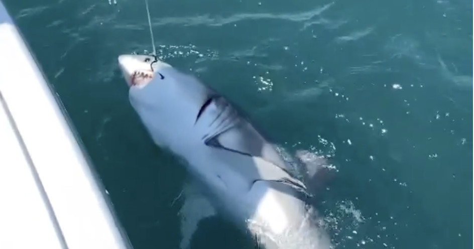 Land-based Shark Fishing With Joey Polk & Family