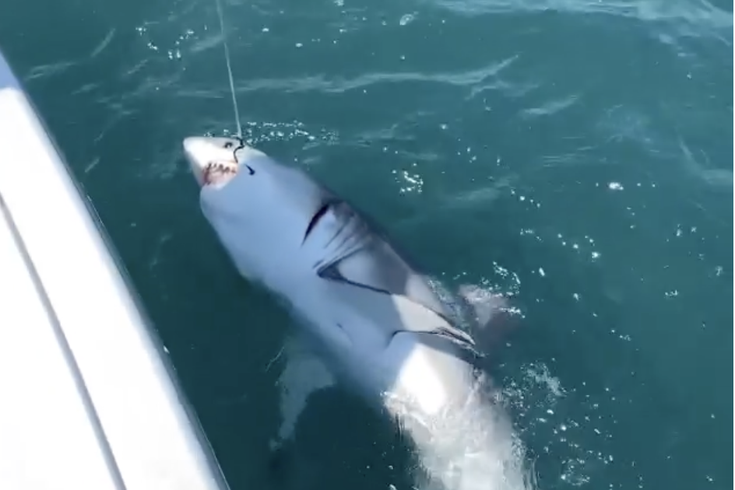 WATCH: Fishermen Catch Great White Shark Off the Jersey Shore