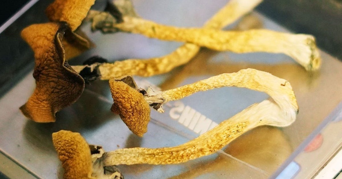 For cancer patients with depression, psilocybin may provide lasting relief