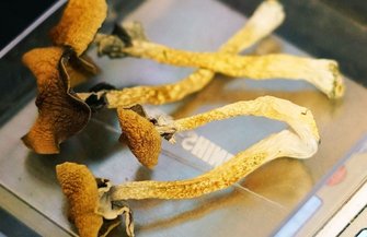 Psilocybin Cancer Depression