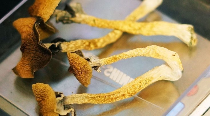 Psilocybin Cancer Depression