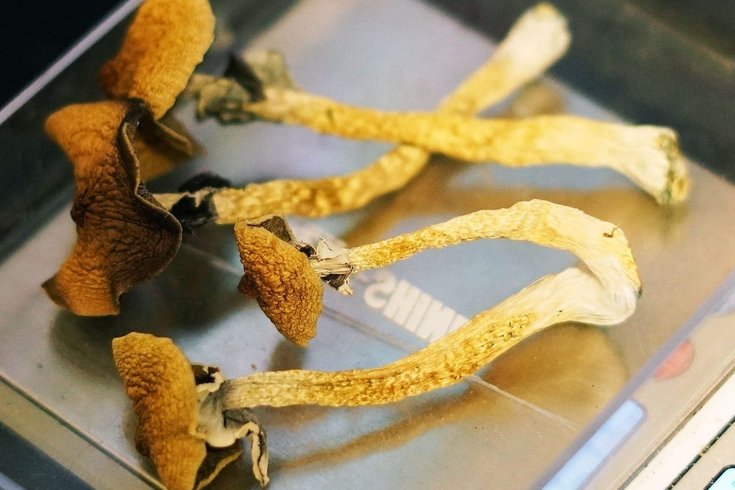 Psilocybin Cancer Depression
