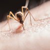 Mosquitoes West Nile virus