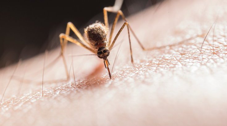 Mosquitoes West Nile virus