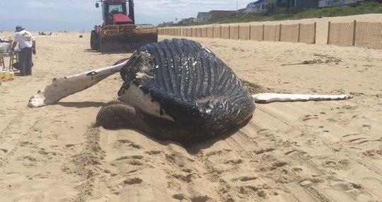 30 Foot Long Humpback Whale Washes Up On Beach In Delaware Phillyvoice