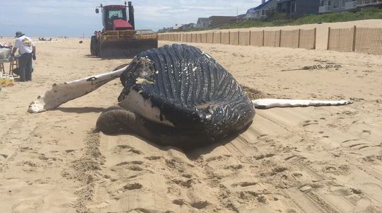 061816_whale_delaware