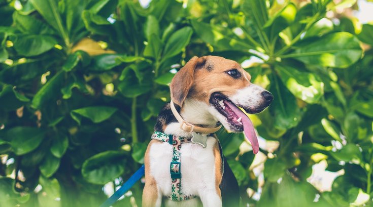 beagle dogs detect lung cancer 