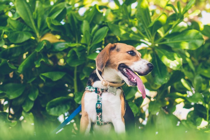 beagle dogs detect lung cancer 