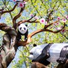 Philadelphia Chinese Lantern Festival Pandas