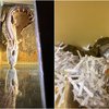 ACCT Philly exotic animals