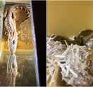 ACCT Philly exotic animals