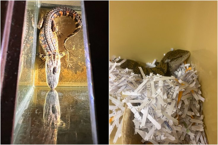 ACCT Philly exotic animals