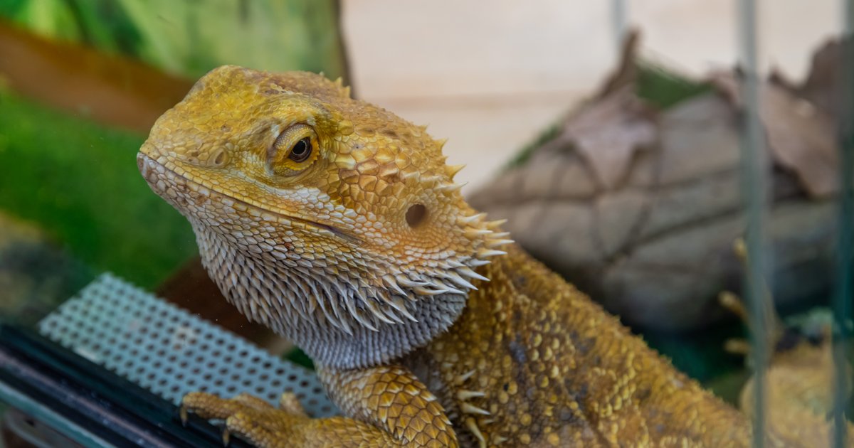 How to care for bearded dragons without risking being exposed to