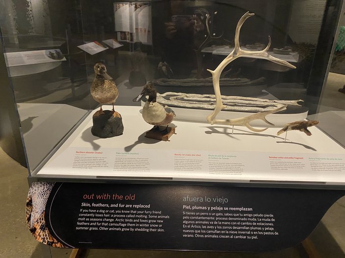 A display at Drexel's Academy of Natural Sciences showing birds and antlers