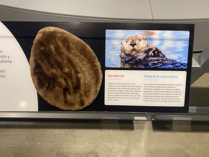 Otter pelt on display at Drexel's Academy of Natural Sciences