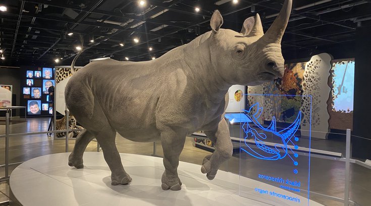 skin exhibit rhino.jpg