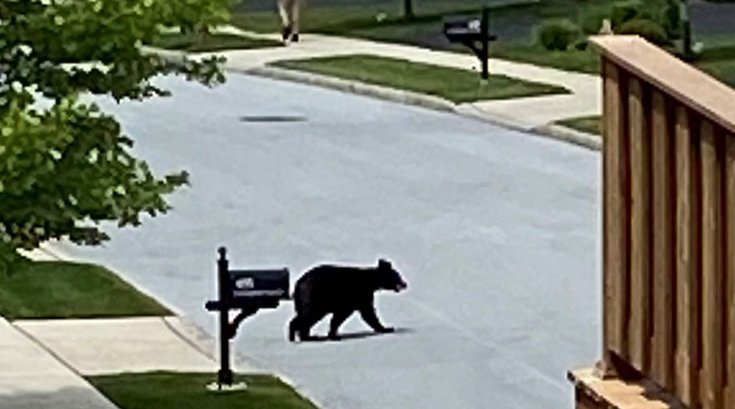 young bear chester county