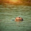 Summer SAD Tips