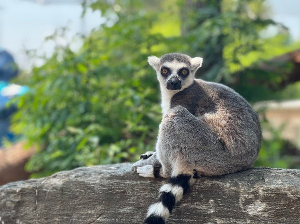 philadelphia zoo lemur island
